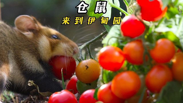 欧洲仓鼠的陵园购