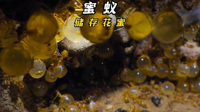 蜜罐蚁能储存花蜜