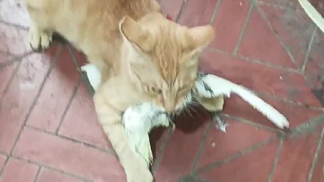 小猫出去玩儿，在小区抓了个鹦鹉回来，快把主人给吓死了