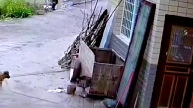 狗：垂死病中惊坐起，原来自己吓自己