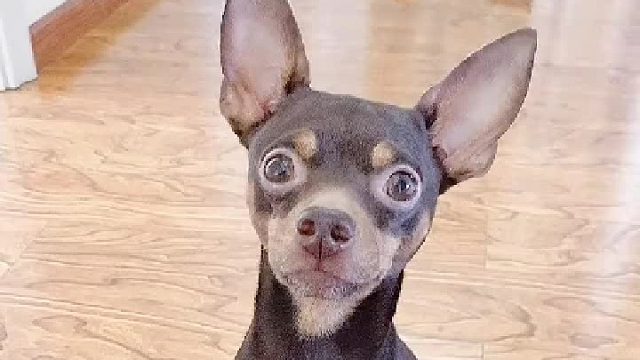 沟通无障碍，太招人稀罕了。