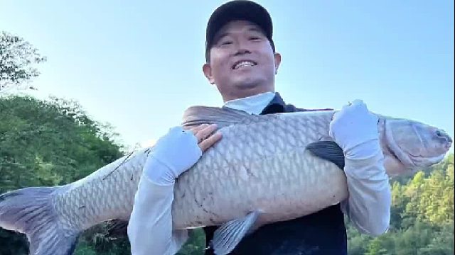 景德镇寻百斤巨青