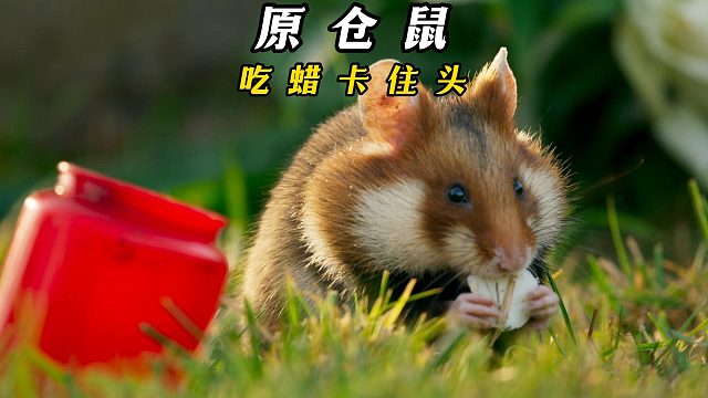 欧洲仓鼠的陵园购