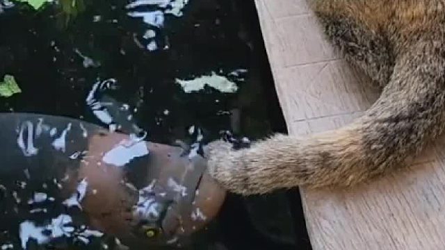 给大家介绍一下，这是猫咪届的钓鱼佬