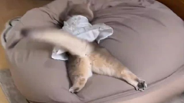 迪士尼在逃猫咪