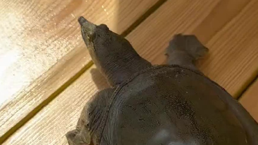 莫名其妙就拥有了一只水系神奇宝贝，咱就是说有人养王八当宠物吗？