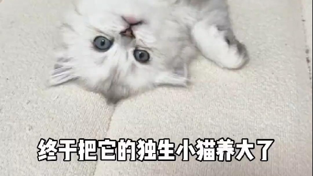 猫妈妈总有操不完的心，可它也是个宝宝