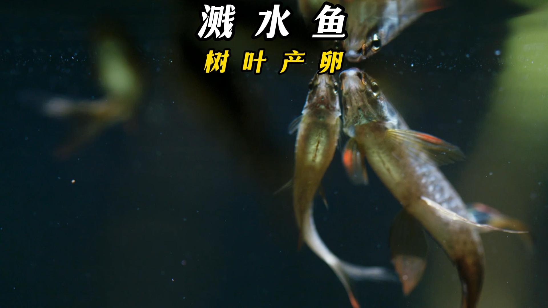 溅水鱼在树叶上产卵