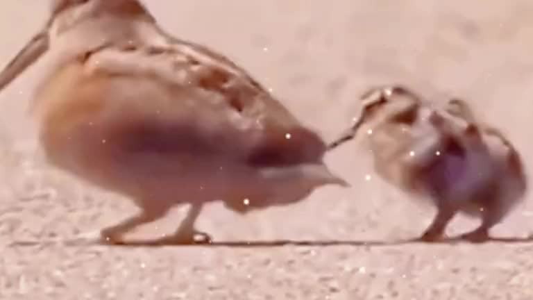 9. 盘点那些动物搞笑神配音