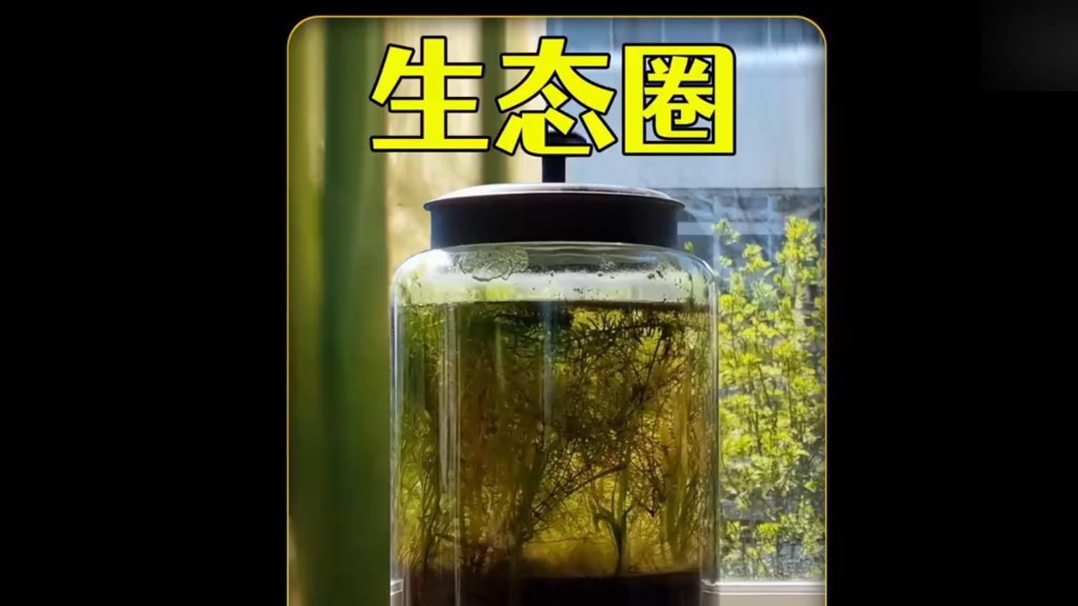 沉浸式打造生态圈，历经3年用密封罐打造生物圈，太神奇太好玩
