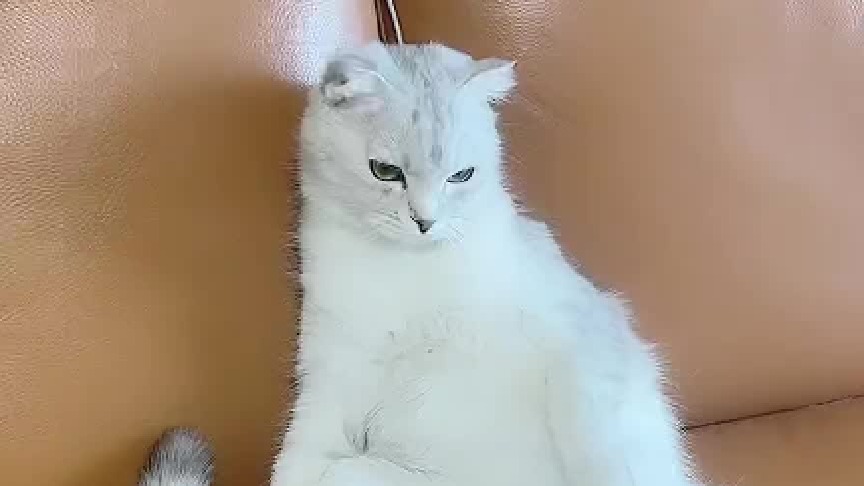 橙子对我不太信任啊，5月4号橙子预产期哦