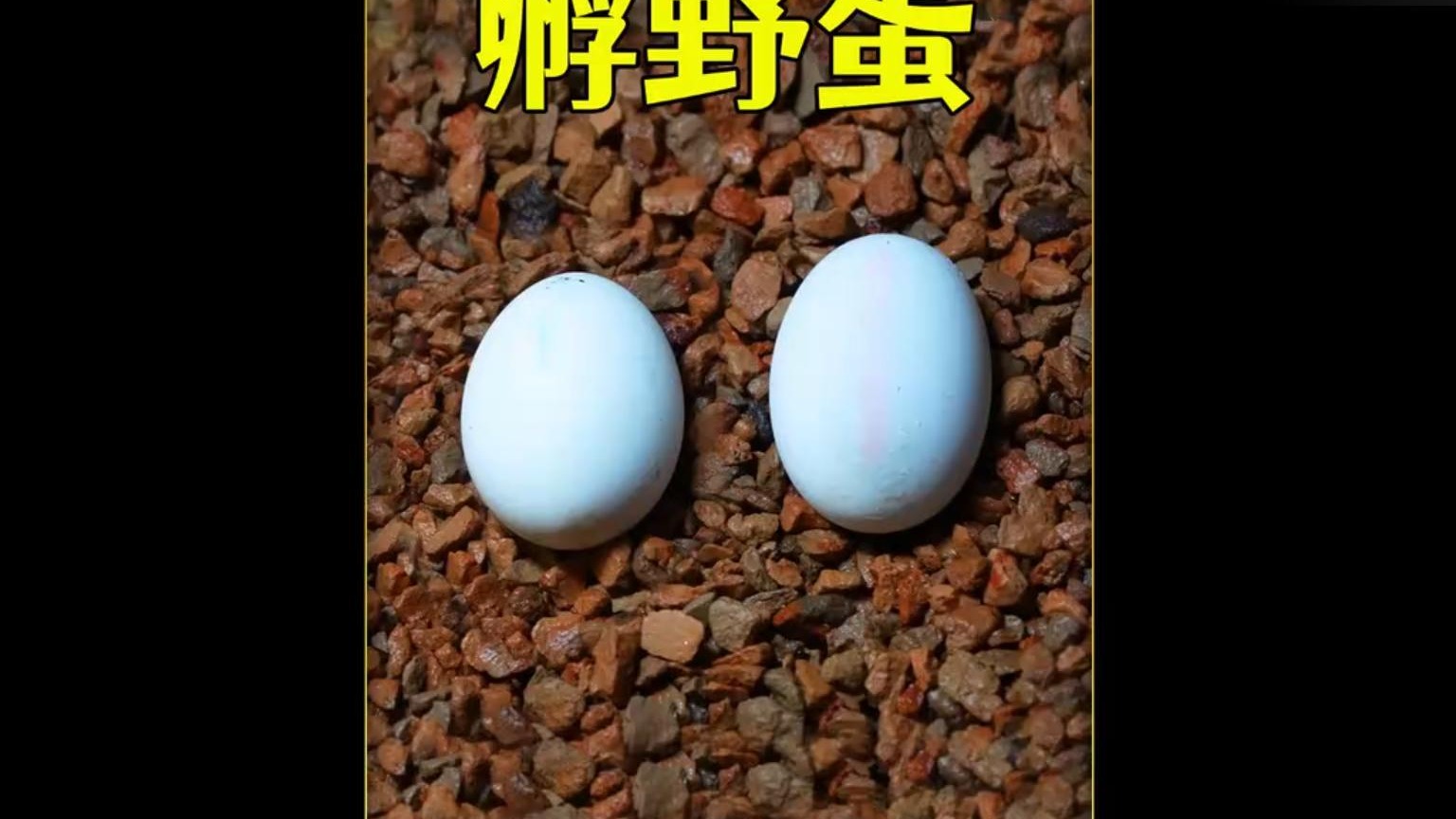 沉浸式孵化野蛋，历经70天孵化两个神秘蛋，会孵出什么来呢？