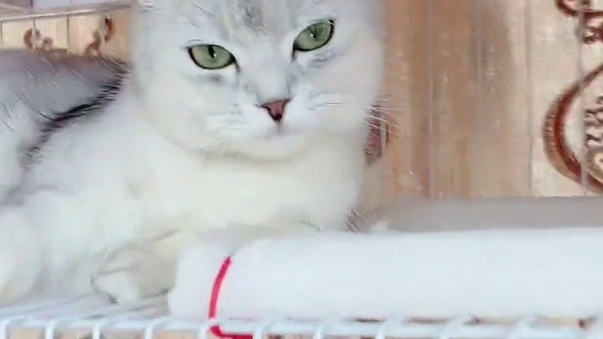 谁的副驾还没有一个小可爱了