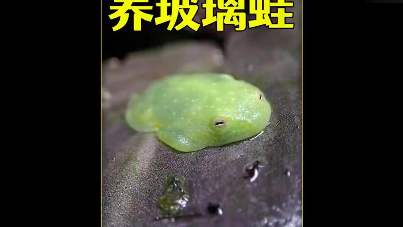 沉浸式养玻璃蛙，给睡不醒的玻璃蛙打造雨林世界，太可爱太好玩了