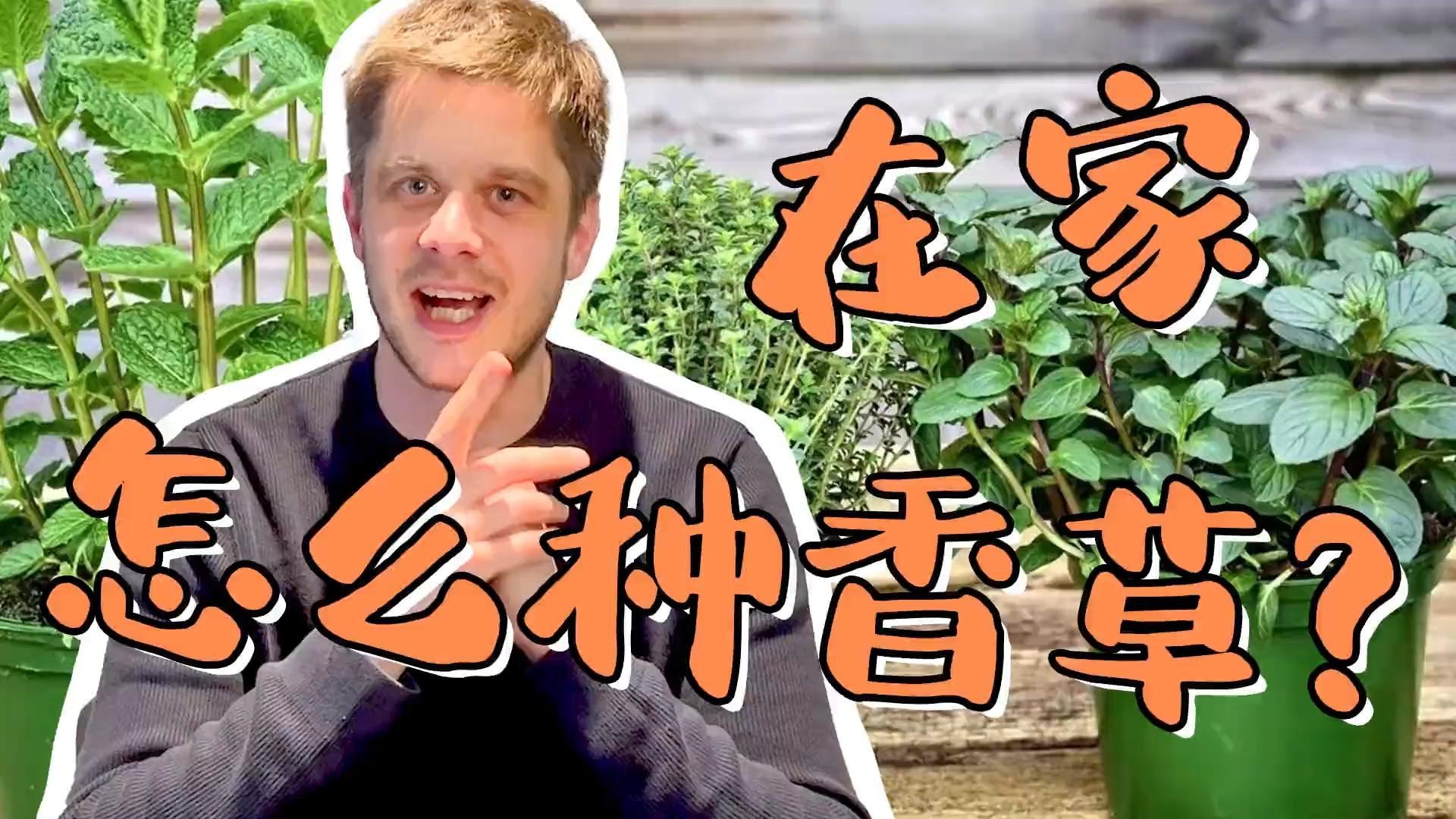 西餐香草太难买，那就跟我一起在家自己种