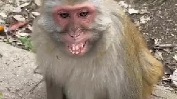 测试猴子会不会开罐头