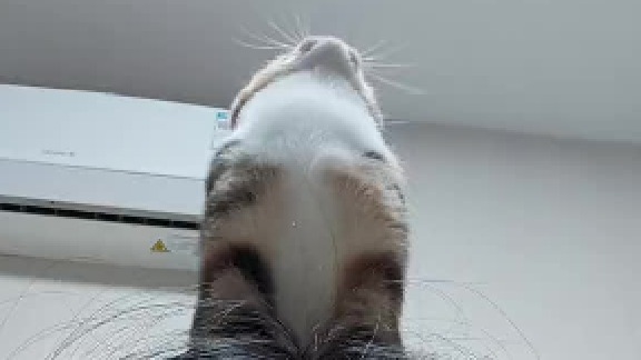 小猫是不是都喜欢踩脑袋上