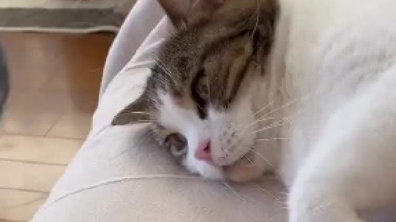 太欠了，小猫就不能揍鹦鹉一顿嘛