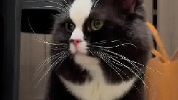 小奶不是地中海，只是天眼有点开大了