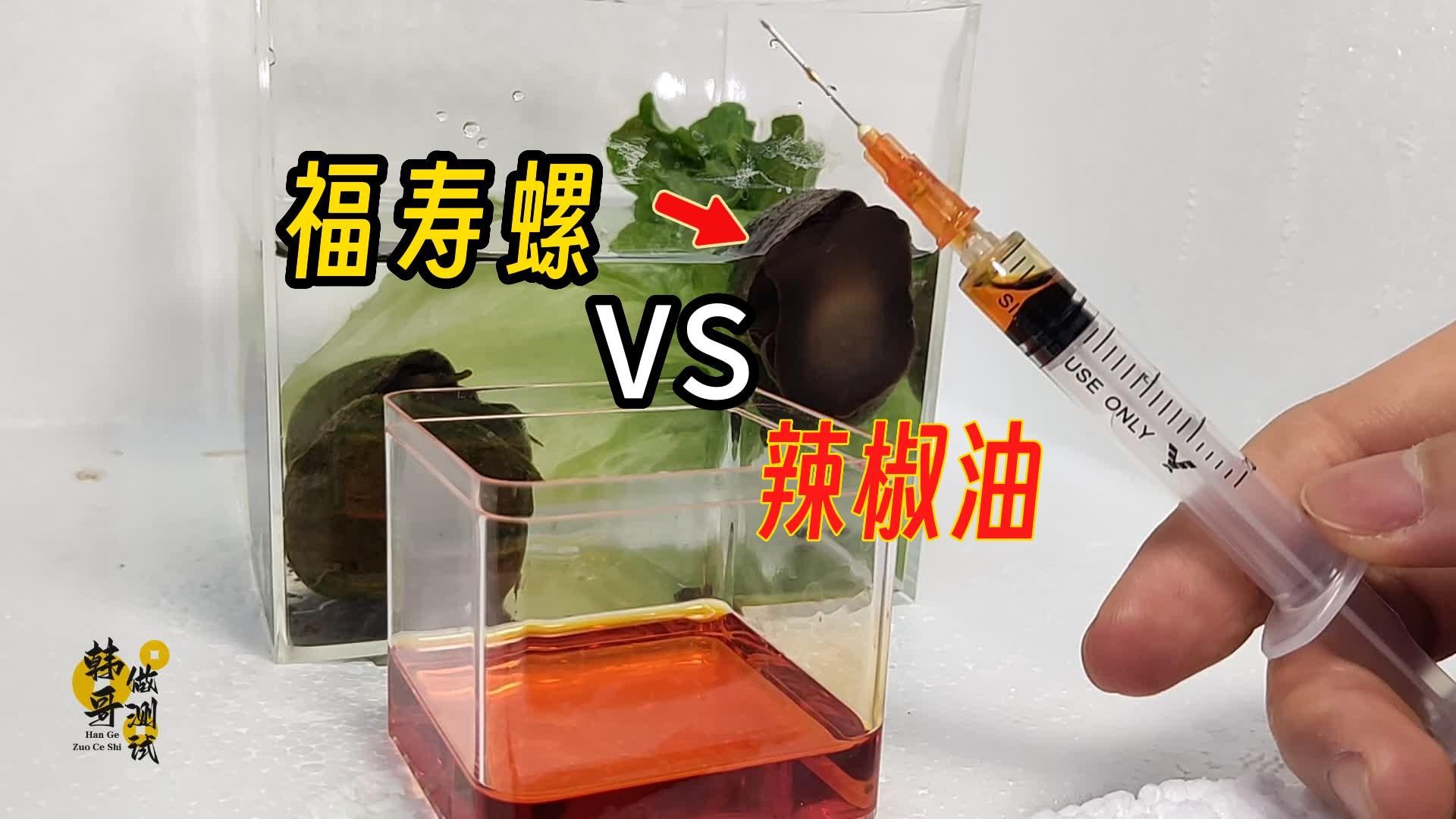 把辣椒油注射进福寿螺体内，会发生什么事？