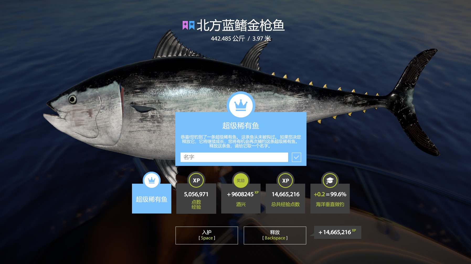 蓝冠北方蓝旗金枪鱼-中鱼和溜鱼