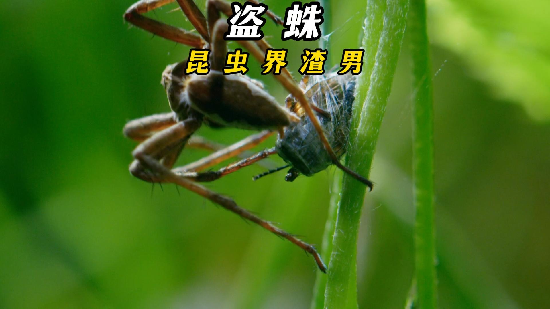 昆虫界的渣男盗蛛