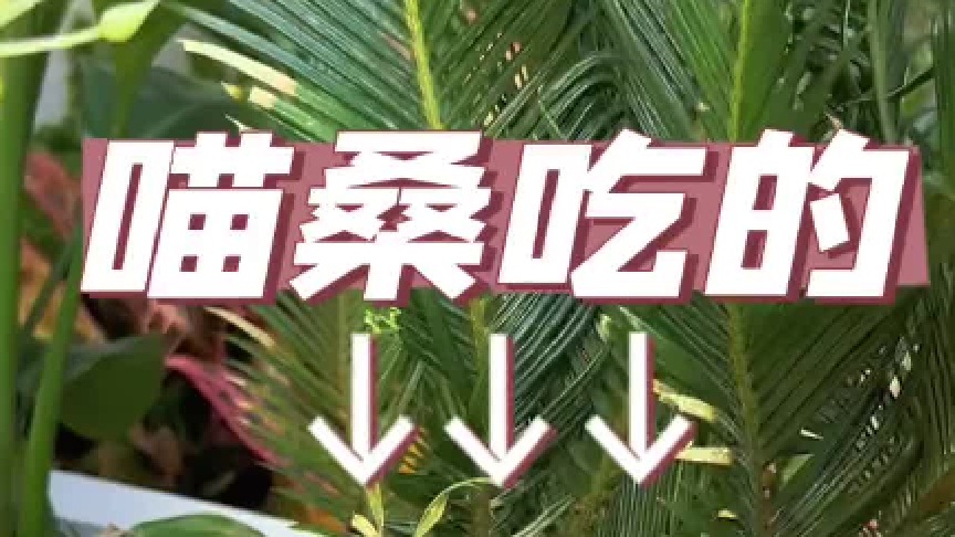 猫咪喜欢乱咬乱吃，幸亏我早做打算…