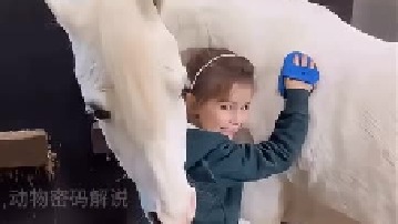 女孩给白马清理毛发