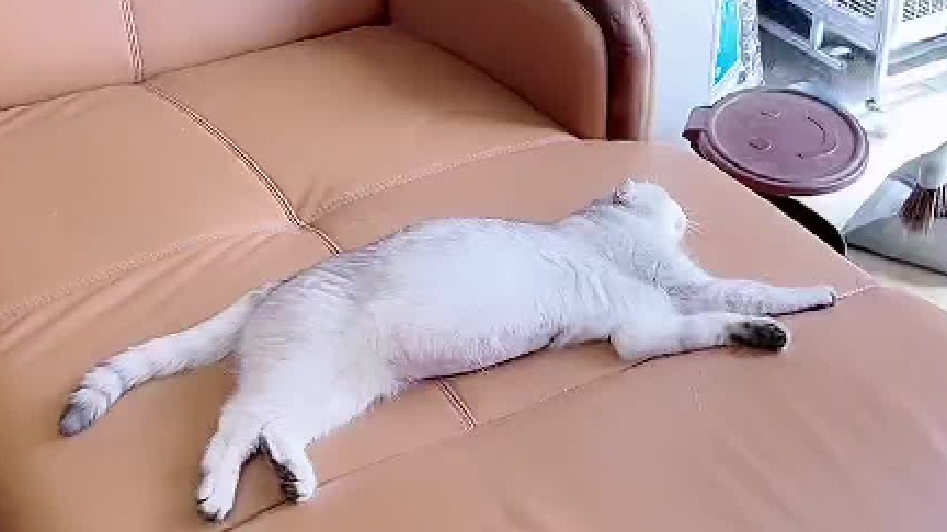 对于一些猫来说一点不好使。