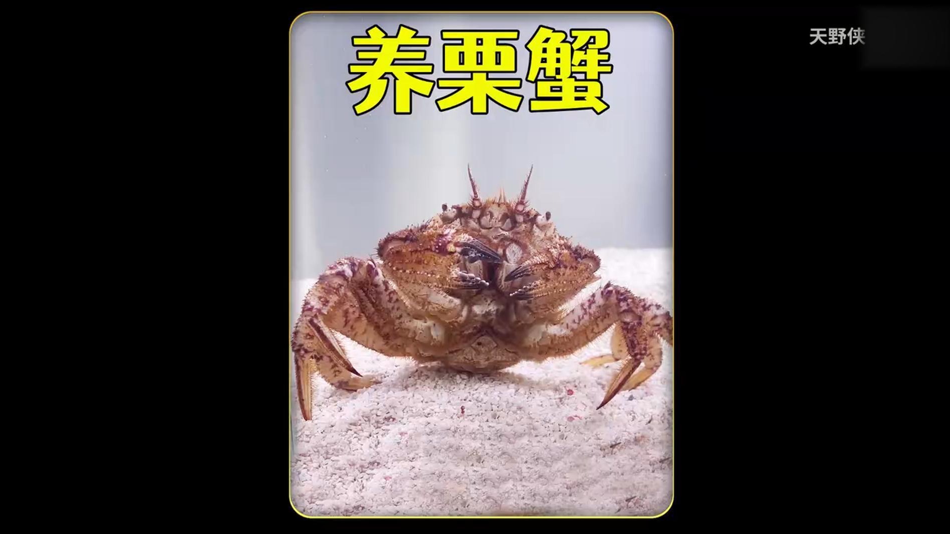 沉浸式养栗蟹，将超市濒死的螃蟹当宠物养起来，可以复活吗？