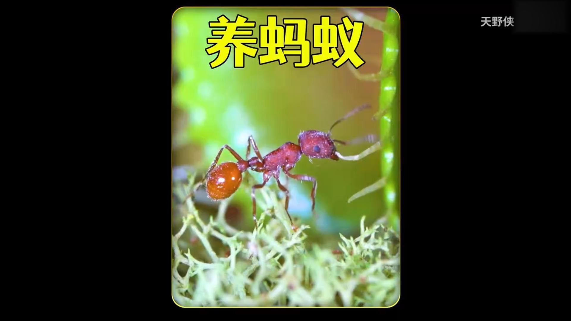 沉浸式养蚂蚁，历经30天打造蚂蚁沙漠雨林生态，超有趣超好玩