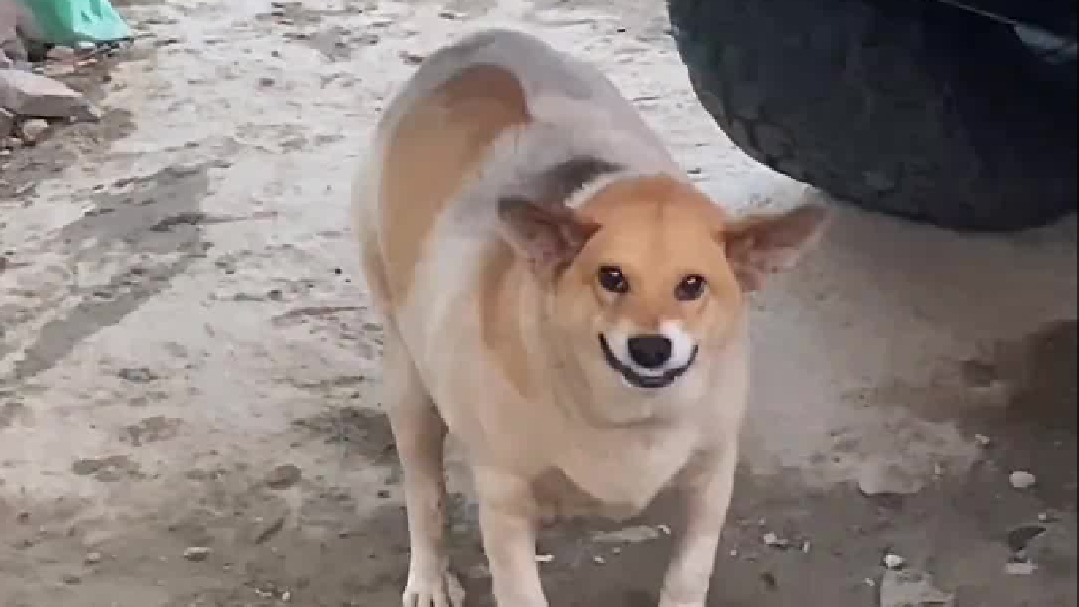 肥宅狗狗不配拥有爱情