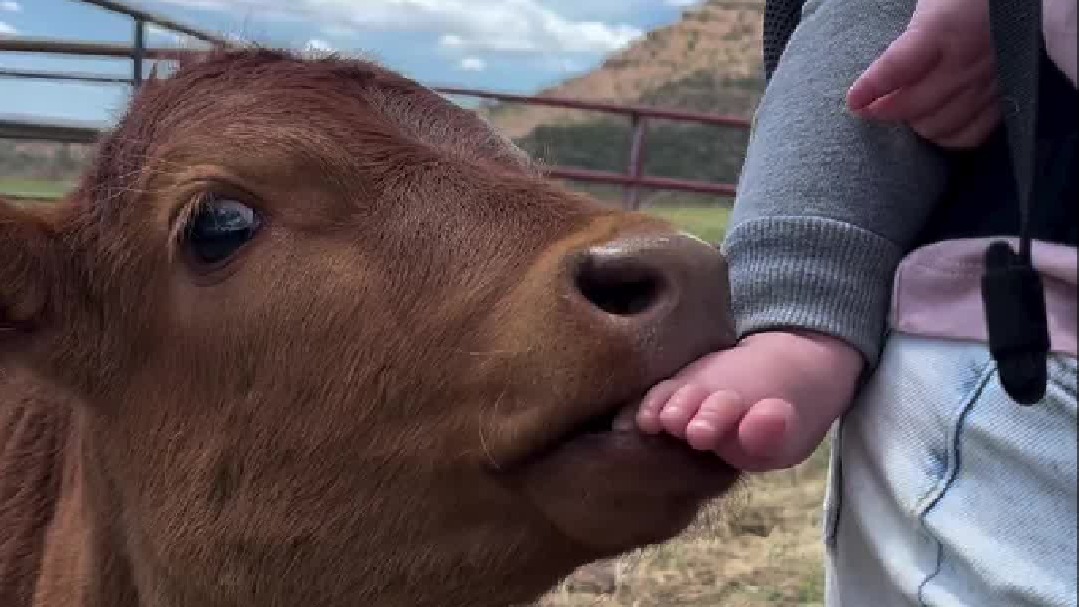 牛牛：真香啊！ 宝宝：好烦啊！