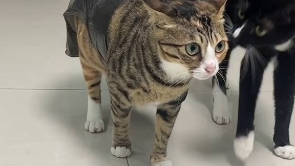 “它是觉得这样自己很拉风嘛”