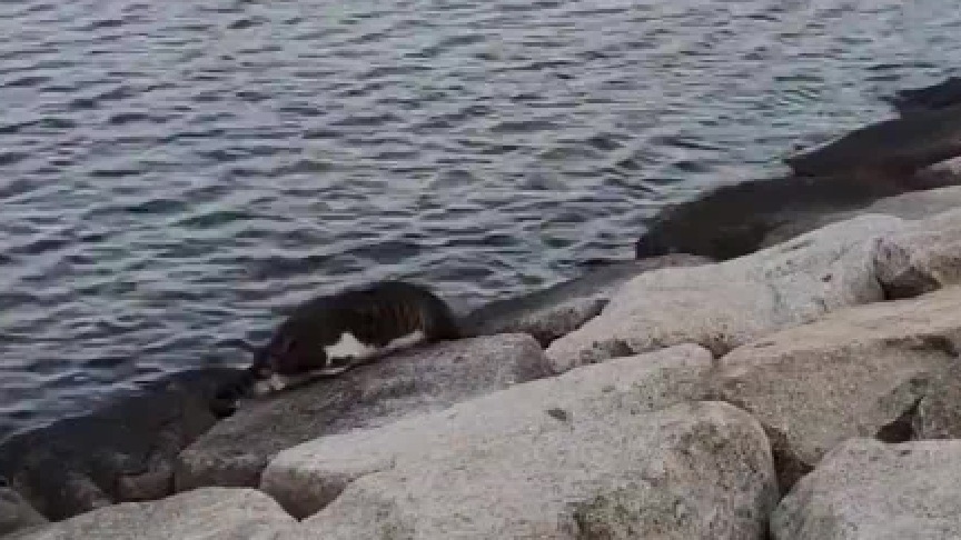 猫：不就是条鱼么，能有多...多大啊？