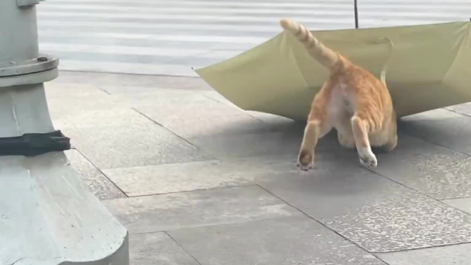 拱着雨伞跑的小猫咪，猫猫真好！！！猫猫可爱