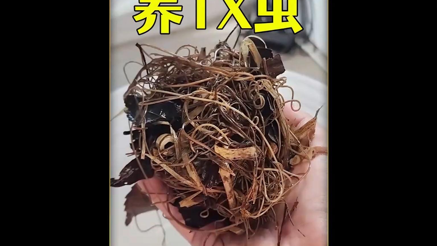 沉浸式养铁线虫，野采了100只铁线虫养起来，怎么变成海苔了？