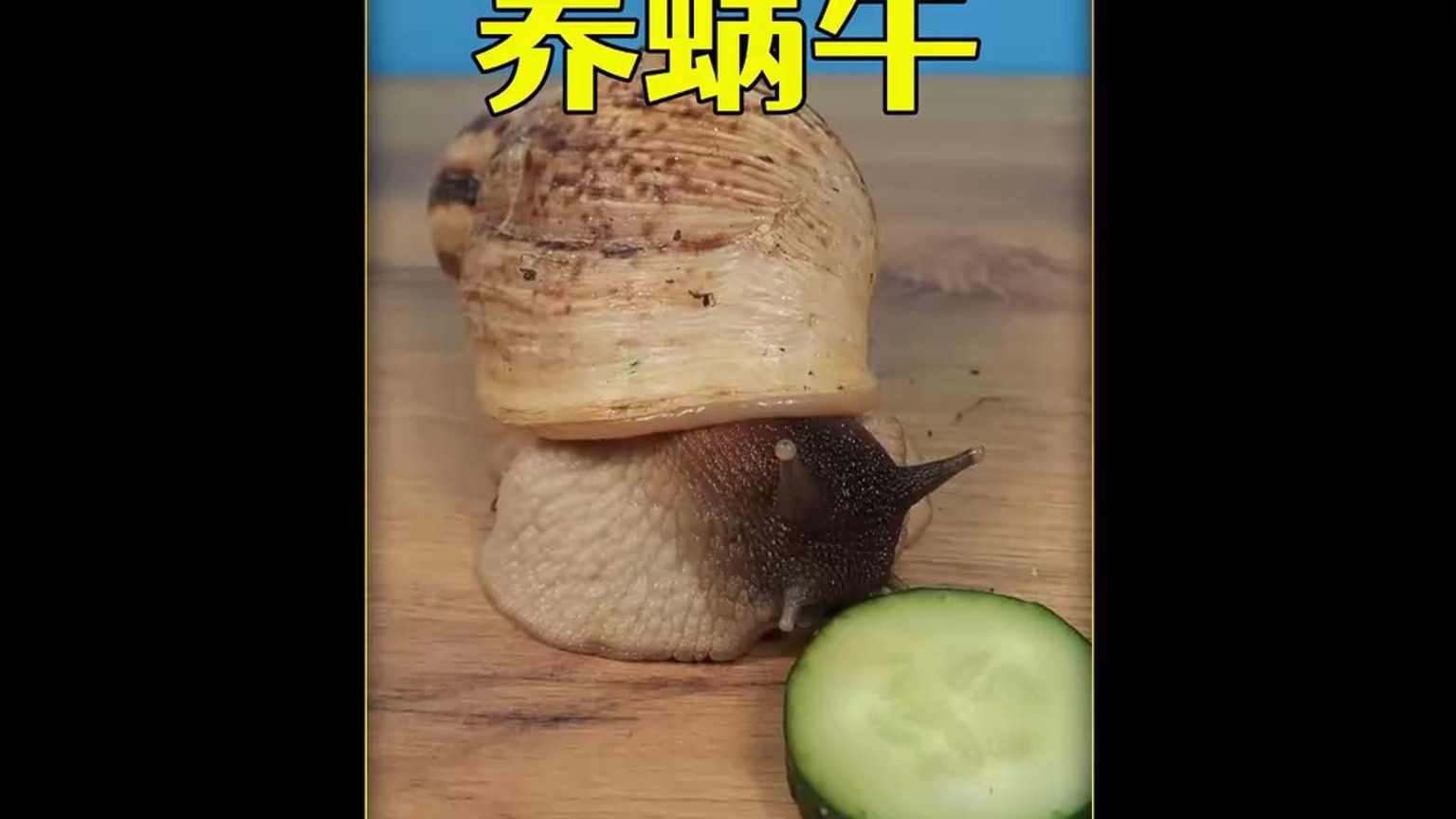 沉浸式养蜗牛，饲养3只超大非洲大蜗牛的过程，太解压太有趣