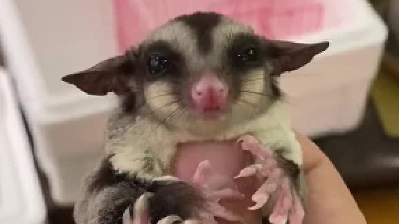 担心回老家带不走，那就顺风车迎接你的小家伙