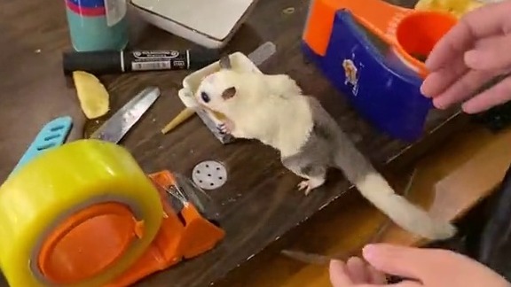 普蜜结合白马变成白马拼图