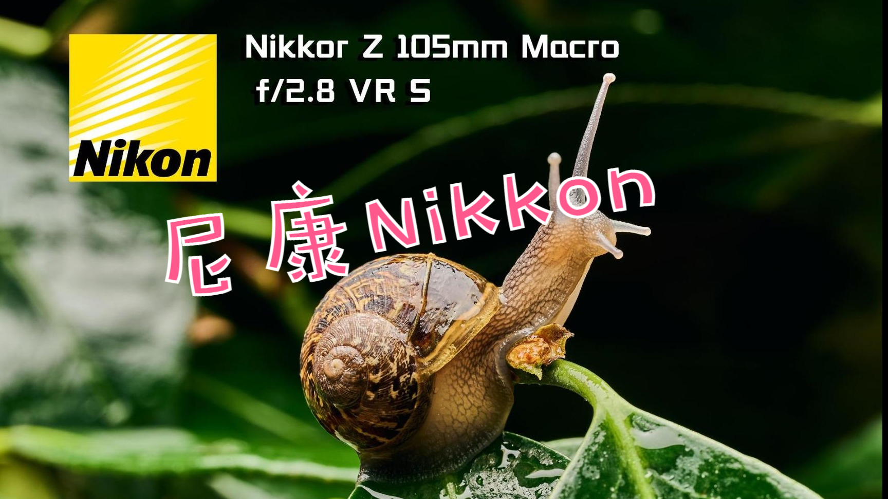 [人类高质量微距镜头]尼康Nikkon Z 105mm Macro f2.8 VR S上手体验