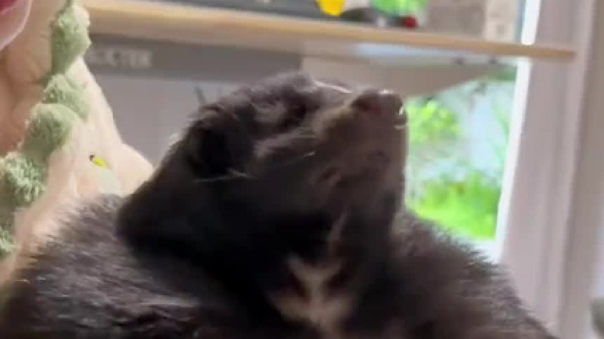 小臭鼬的激萌行为