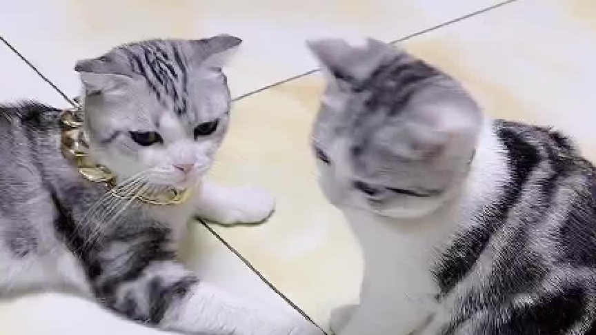 给豆丁吓完了，这是为什么呢？