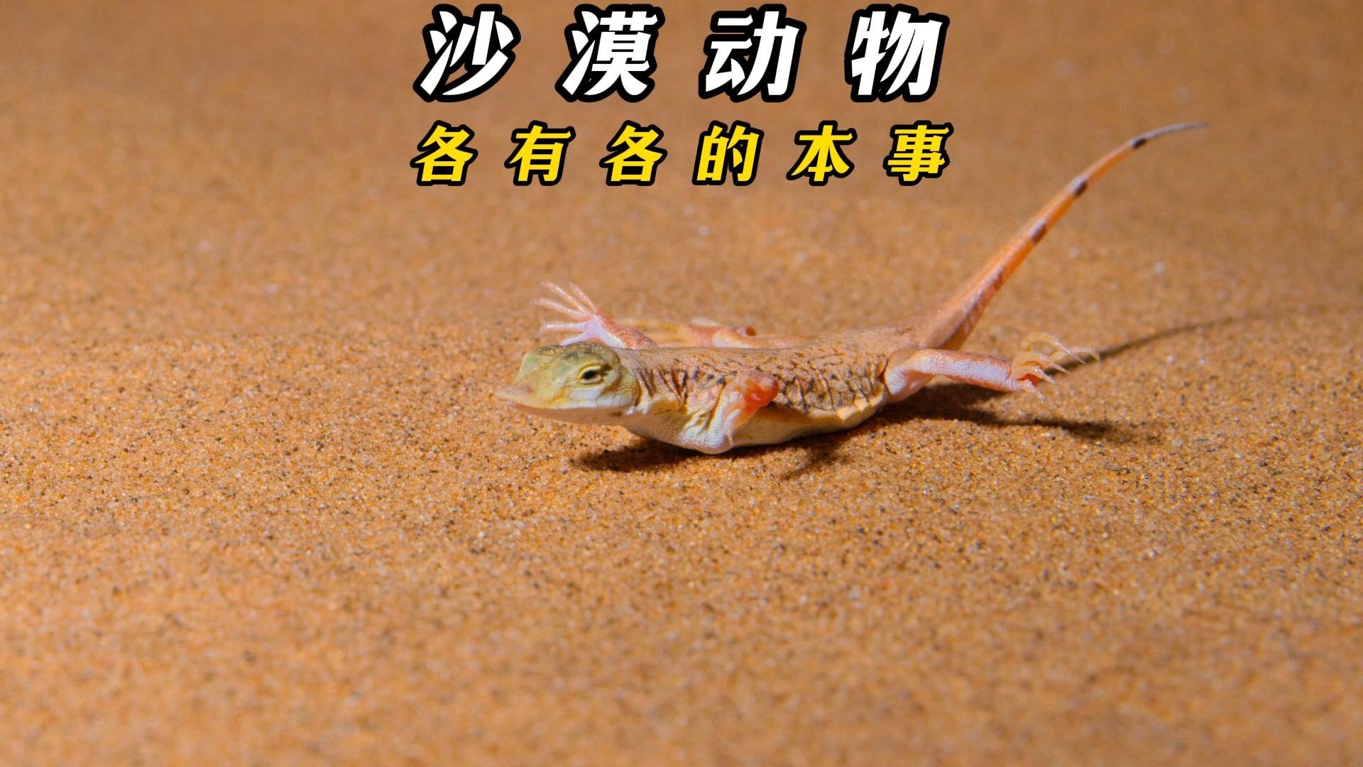 会跳烫脚舞的蜥蜴