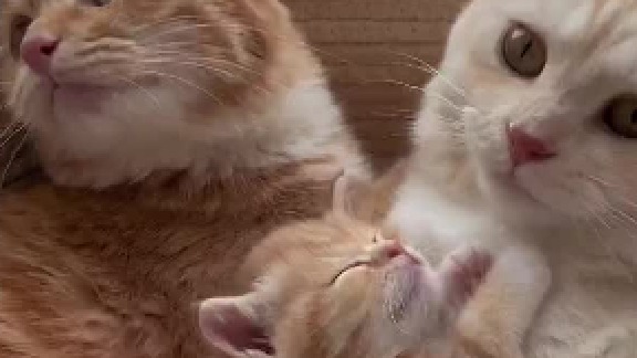 猫妈妈猫爸爸叫起来好夹子，不知道猫宝宝学会了没有。好奇他俩在说什么？