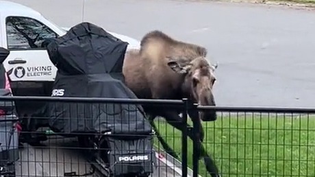 感觉动物世界都白看了