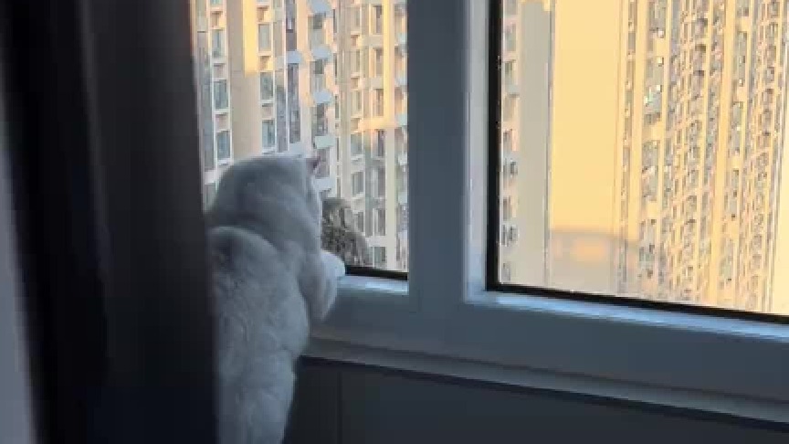 小猫和小鸟的深情对望