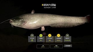 俄羅斯釣魚4拉豬
