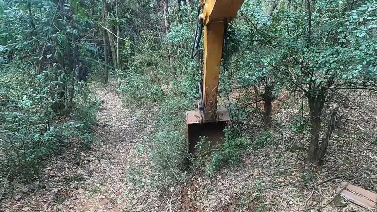 种了二十年的树，终于可以卖了。整整20年，老板熬过来了