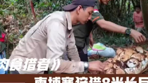 丛林中狩猎8米长巨蟒，一次就抓到两条！